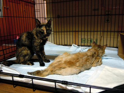 20100914home02.JPG