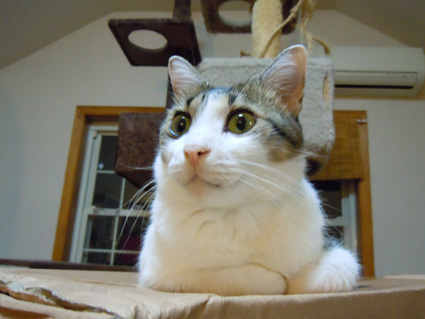 20100916home02.JPG