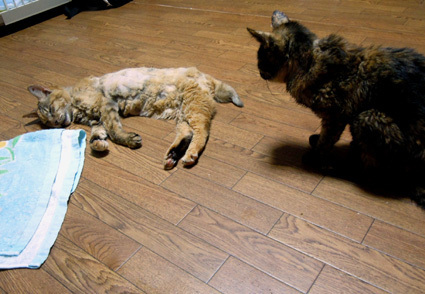 20100922home02.JPG