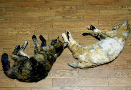 20100922home03.JPG