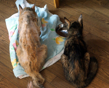 20100927home05.JPG