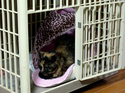 20100927home06.JPG