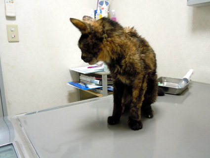 20100927home08.JPG