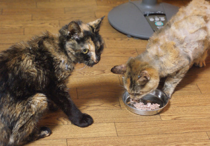 20100927home16.JPG