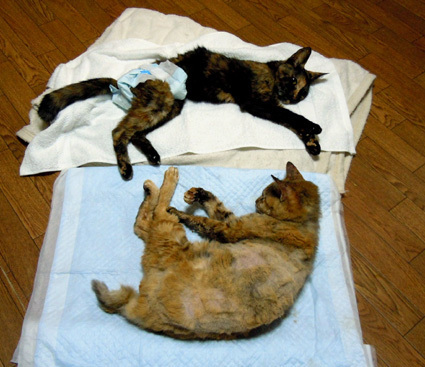 20100928home03.JPG