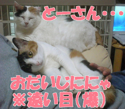 20101005home05.jpg