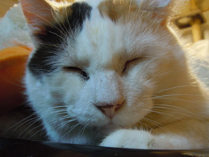20101010home04.JPG