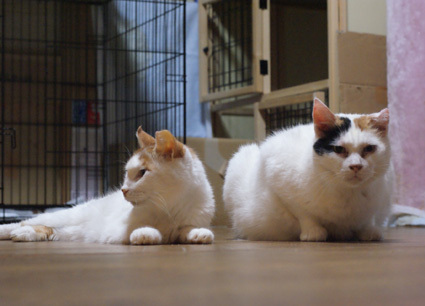 20101010home11.JPG