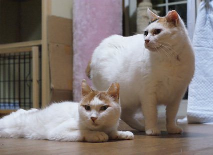20101010home12.JPG