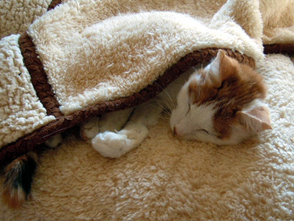 20101226home03.JPG