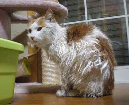 20102007nana05.JPG