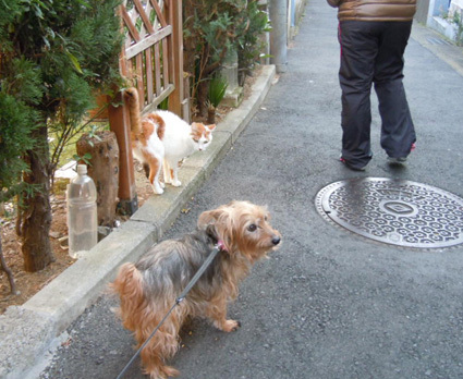 20110109home12_nana.JPG