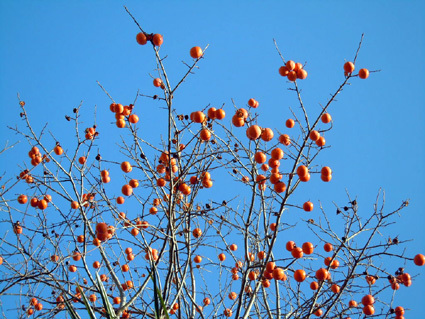 20110109home14.JPG