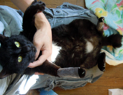20110110home02_luna.JPG