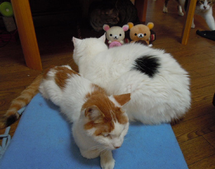 20110117home01_nana.JPG
