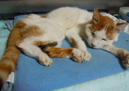 20110117home02_nana.JPG