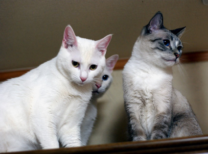 20110125home00_chamu_yuki_hina.JPG