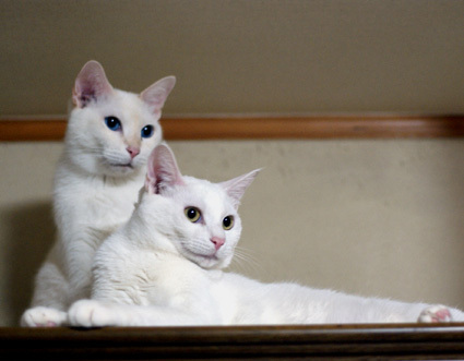 20110125home01_yuki_hina.JPG