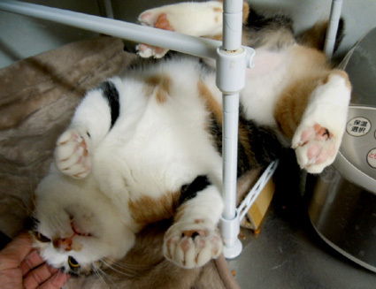 20110127home02_ai.JPG