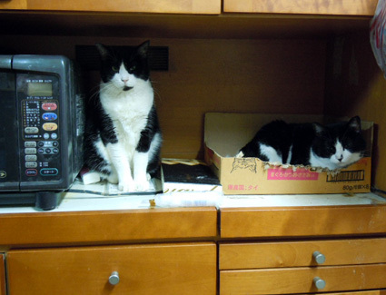20110129home02.JPG
