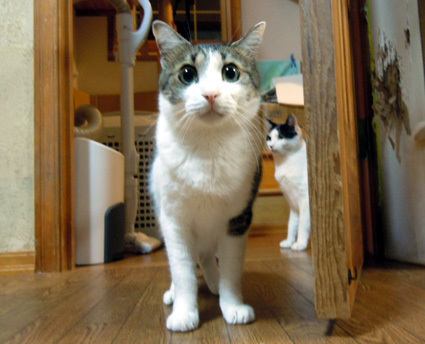 20110305home07_ryu.JPG