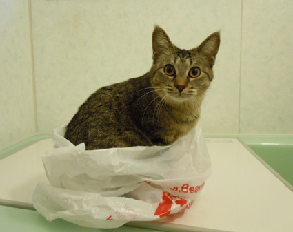 20110326home02_que.JPG
