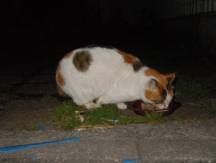 20110326park01_hime.JPG
