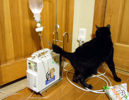 20110409home03_luna.JPG