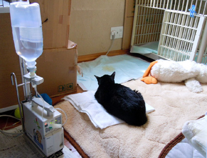 20110410home01_luna.JPG