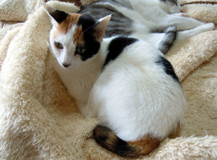 20110410home04_mika.JPG