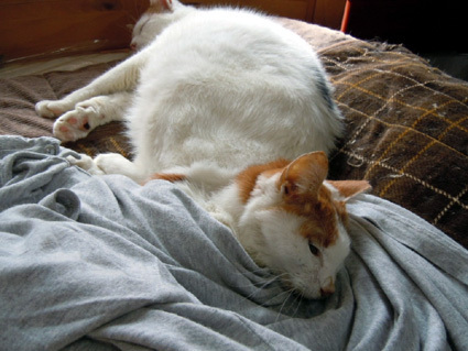 20110410home06_nana.JPG