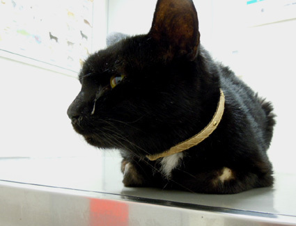 20110417hospital01_luna.JPG
