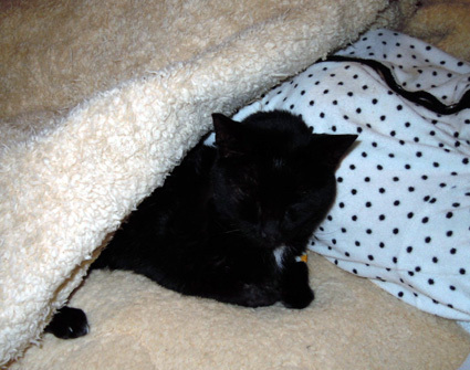 20110419home01_luna.JPG