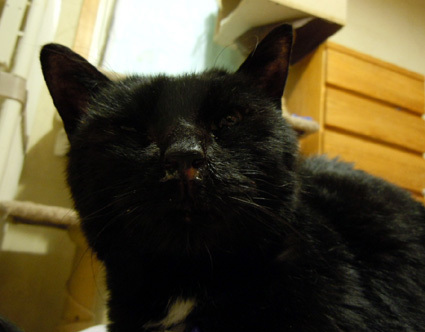20110425home01_luna.JPG