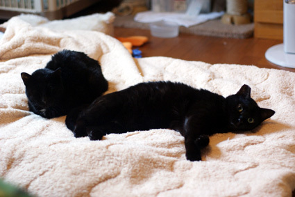 20110501home03_lunaJPG.JPG