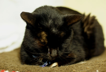 20110514home02_luna.JPG
