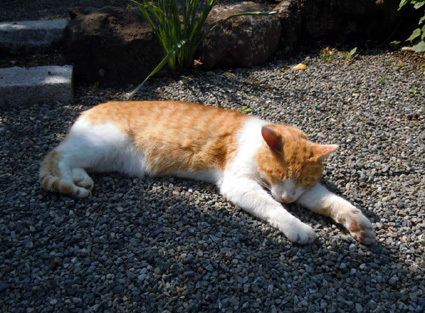 20110521kamakura06.JPG