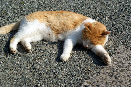 20110521kamakura14.JPG