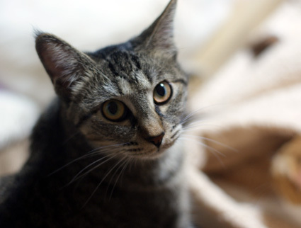 20110529home01_que.JPG
