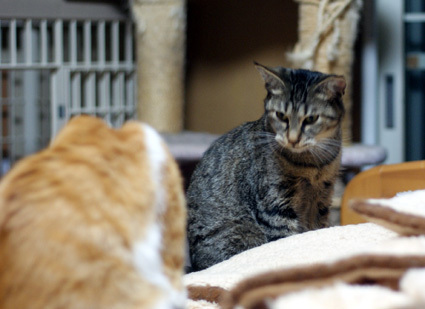 20110529home02_que.JPG