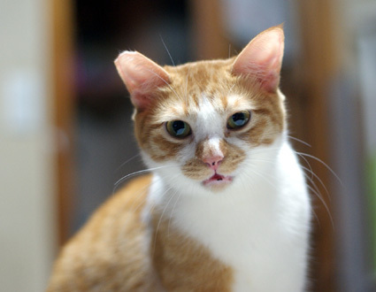 20110529home06_kiku.JPG