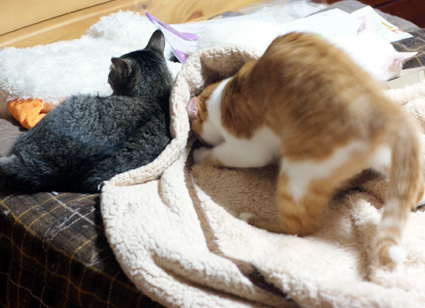 20110529home07_que-kiku.JPG