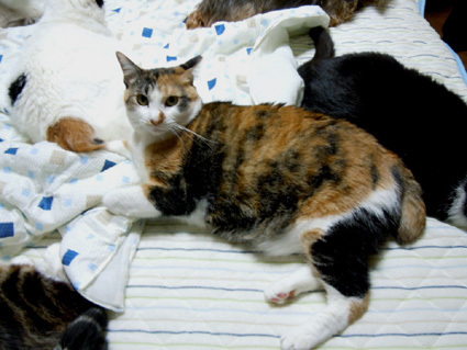 20110530home01_ai.JPG