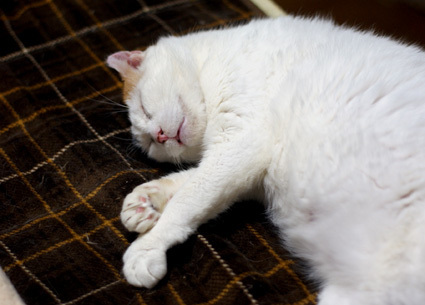 20110531home03.JPG