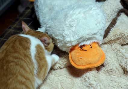 20110531home05.JPG
