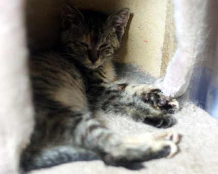 20110616home01_tsutsuji.JPG