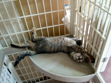 20110620home10.jpg