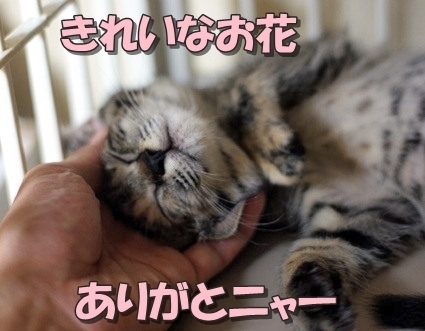 20110622tsutsuji01.jpg