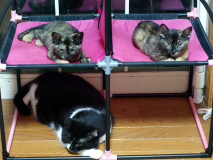 20110627home01.JPG