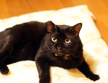 20110831home01_sun.JPG